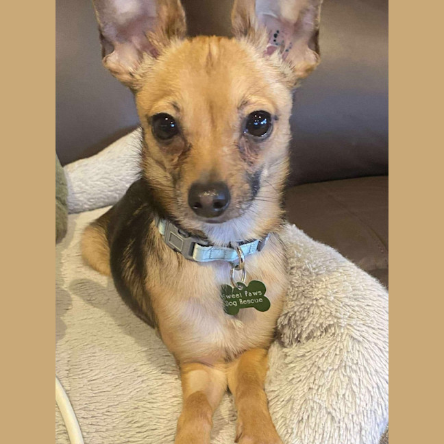 Photo of Teddy 