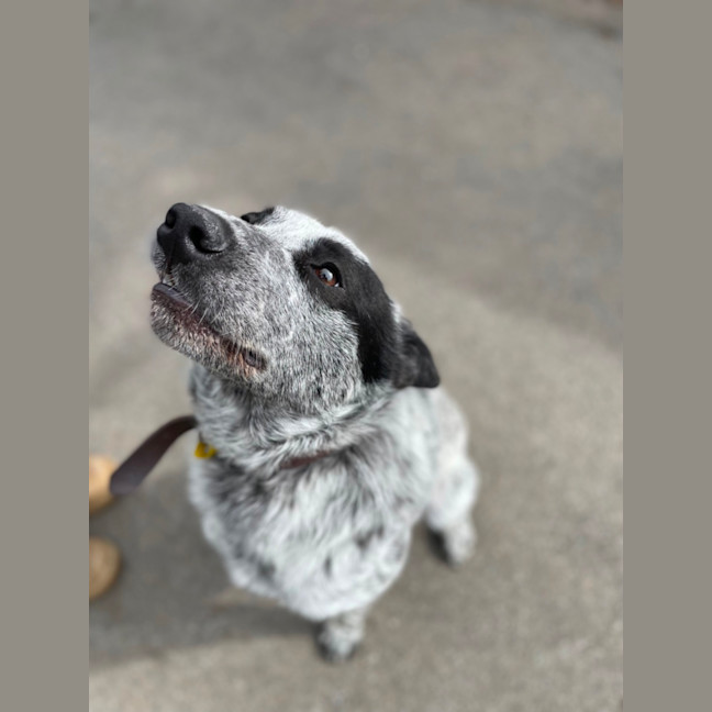 Photo of Spot 