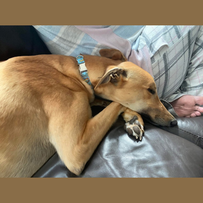 Photo of Hollandaise Sauce