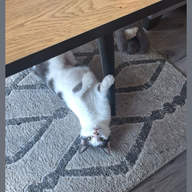 Photo of Daisy