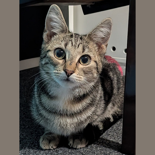 Photo of Aria