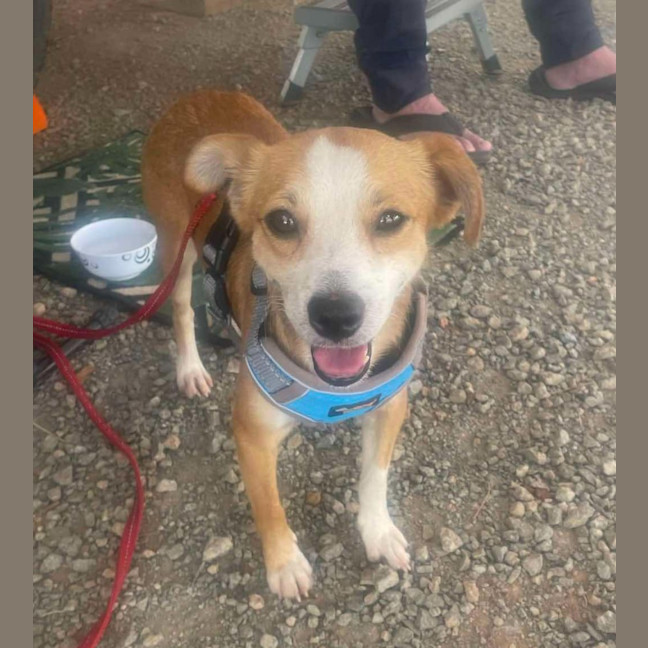 Photo of Buddy