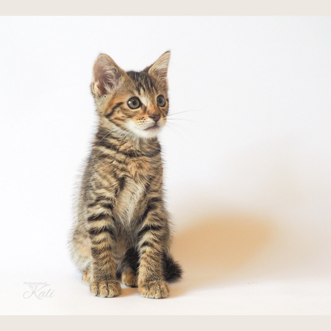 Photo of Paddy