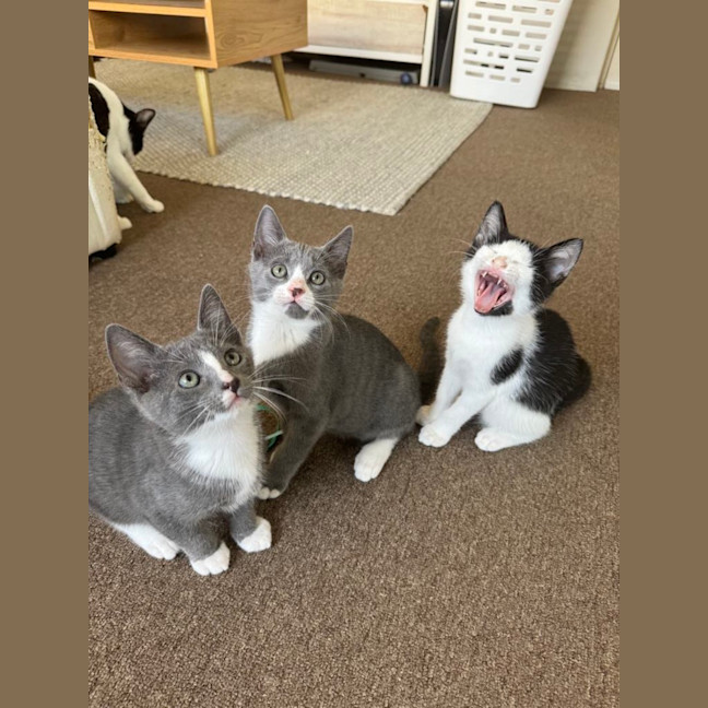 Photo of Fruit Loops