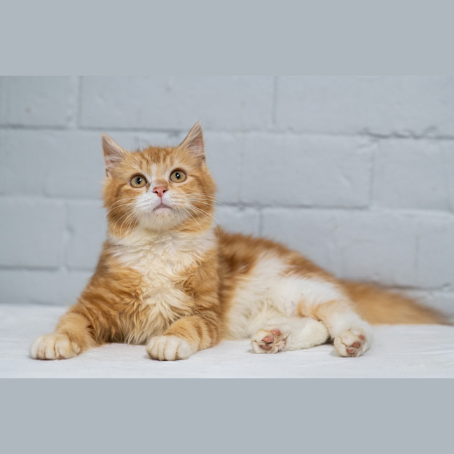 Photo of Garfield