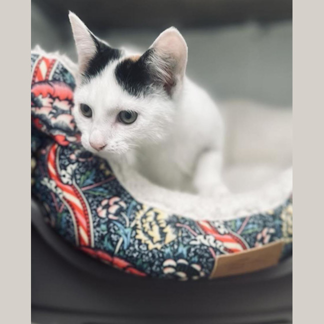 Photo of Patches