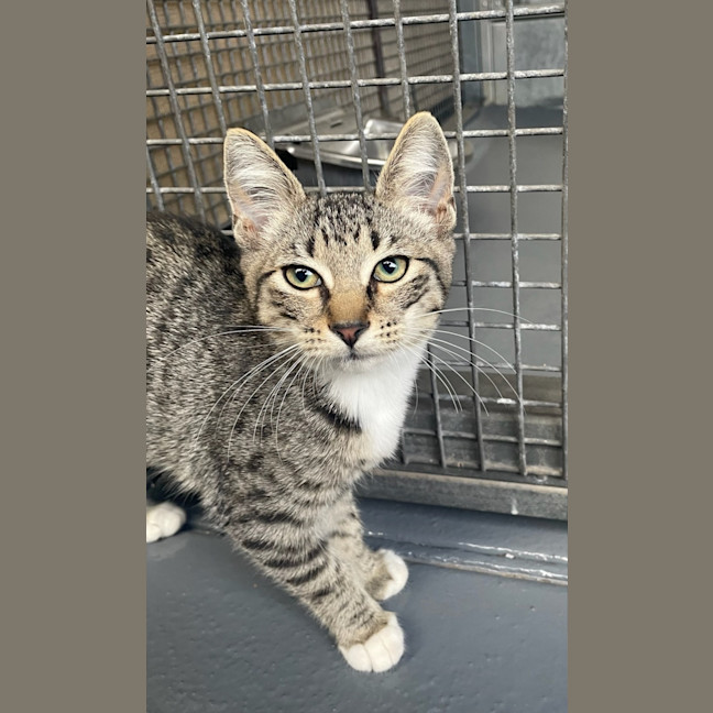 Photo of Willow