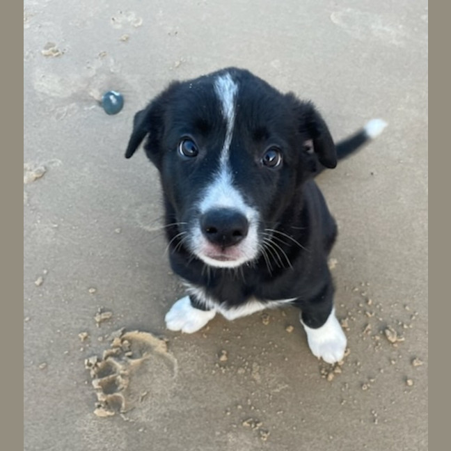 Photo of Koa