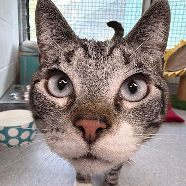 Photo of Smokey