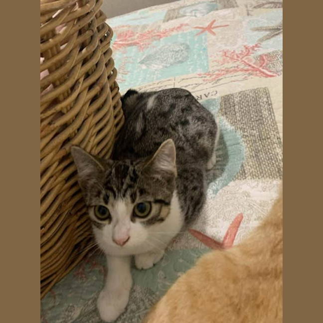 Photo of Socks 