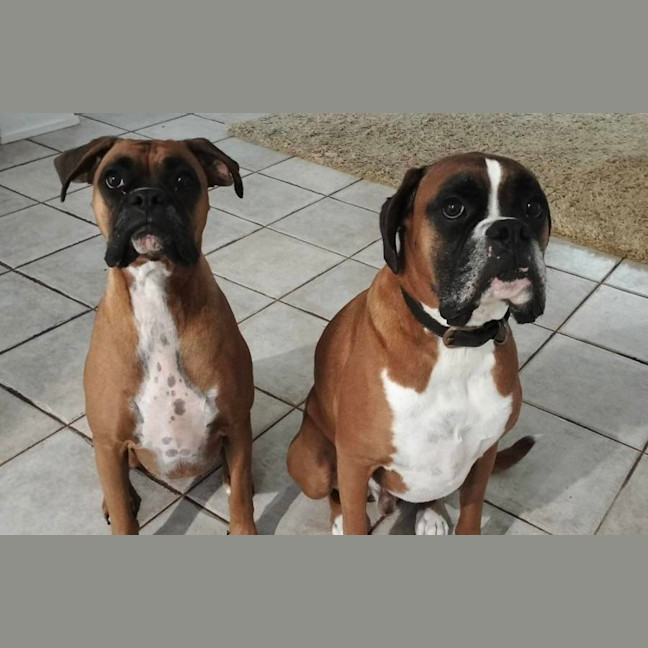 Photo of Hugo & Willow