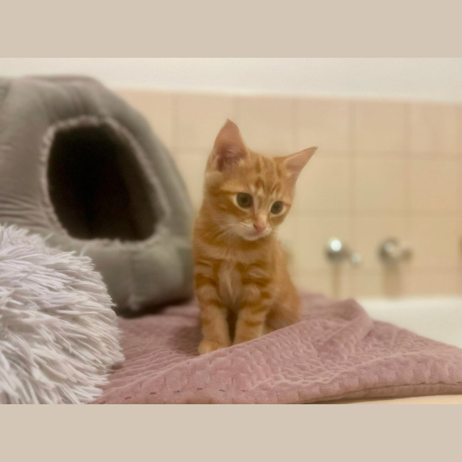 Photo of Thor