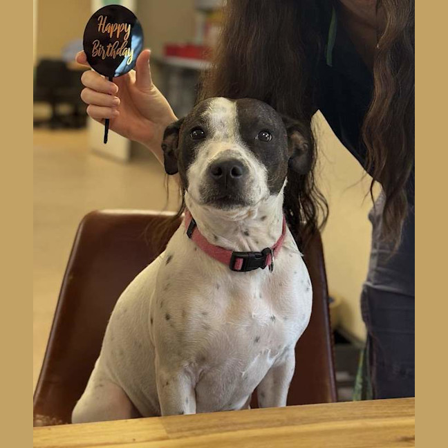 Photo of Gypsy