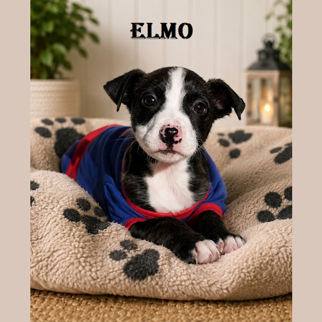 Photo of Elmo