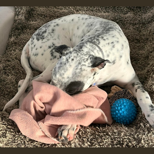 Photo of Teddy   6 Month Old Cattle Dog X