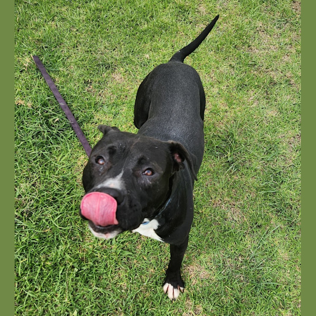 Photo of Bambino (68440)