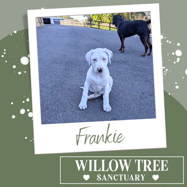 Photo of Frankie