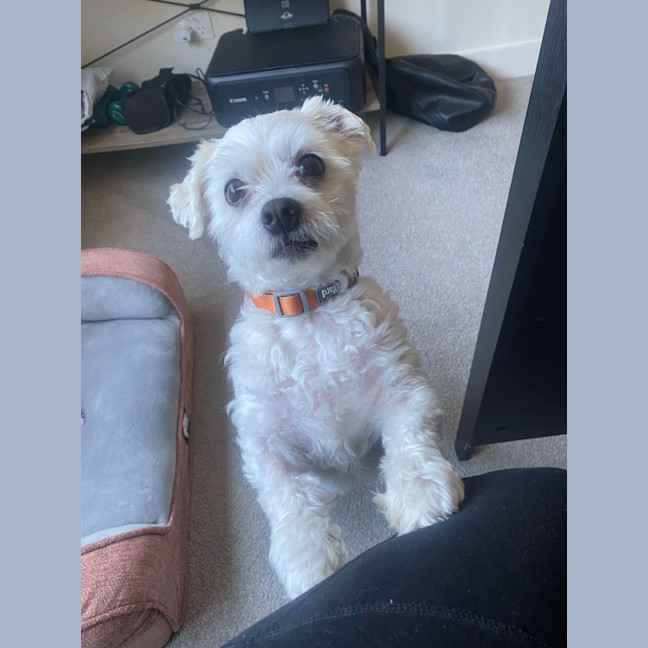 Photo of Max