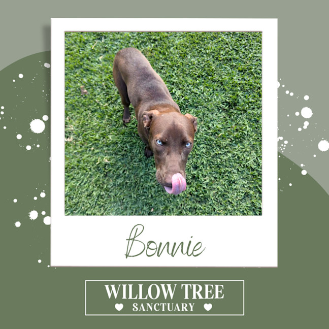 Photo of Bonnie