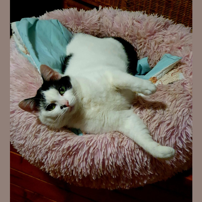 Photo of Dolly