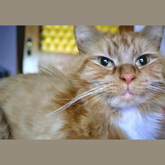 Photo of Tigerlily 🏵️