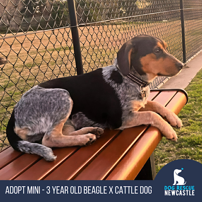 Photo of Mini   3 Year Old Beagle X Cattle Dog