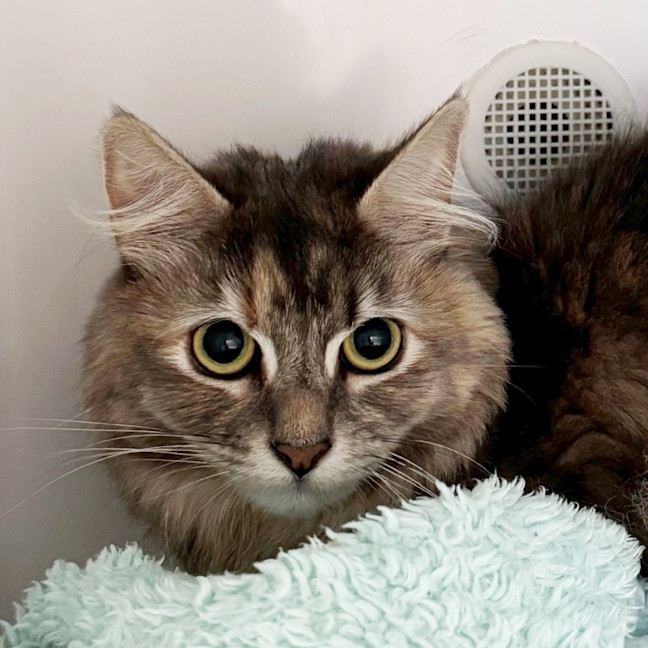 Photo of Misty Sua013325