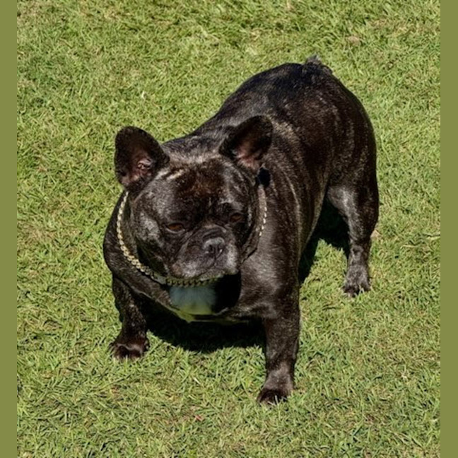 Photo of Frankie