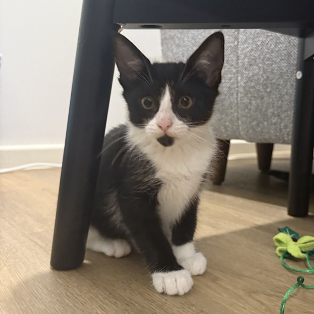 Photo of Tilly