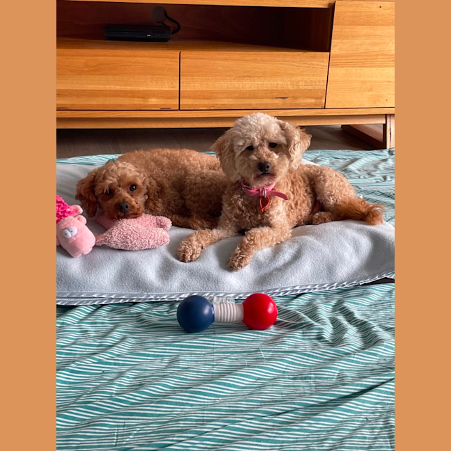 Photo of Lilly And Murphy 