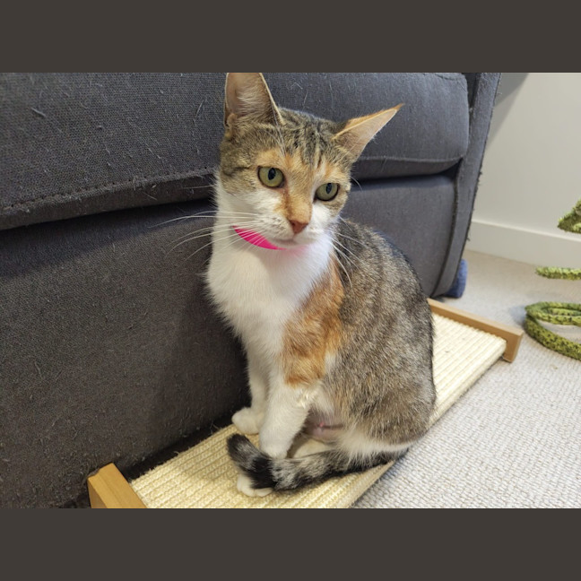 Photo of Purrtunia