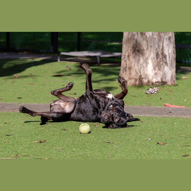 Photo of Zuri
