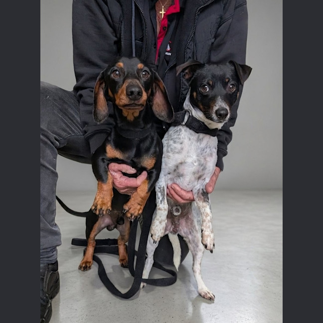 Photo of Pickles & Rocky