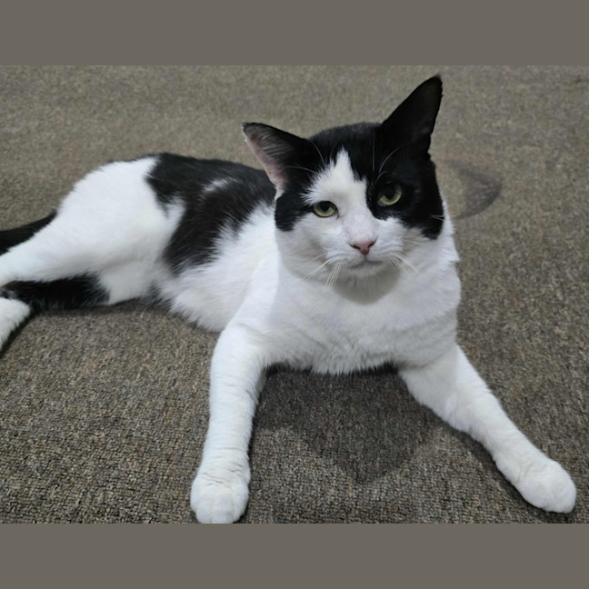 Photo of Frankie   4 Year Old Domestic Short Hair