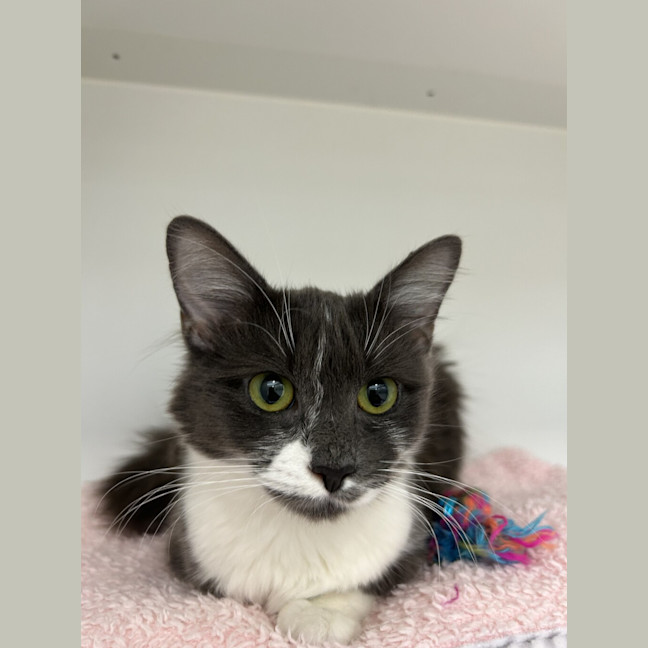Photo of Bluebell
