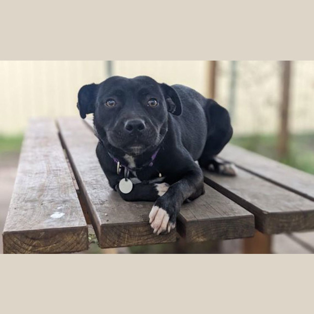 Photo of Daisy