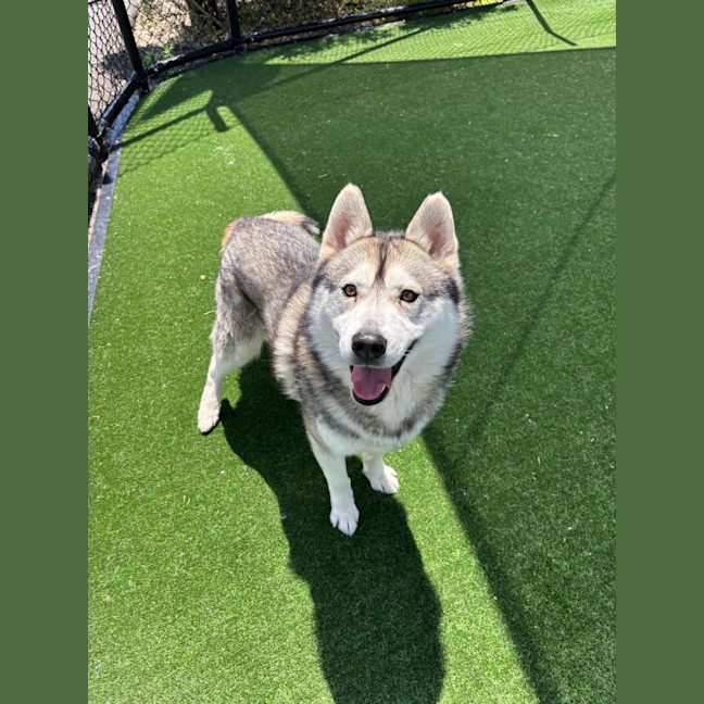 Photo of Rocky Imp 1867