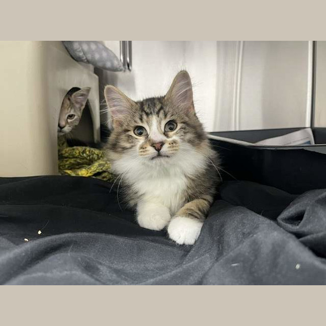 Photo of Romeo