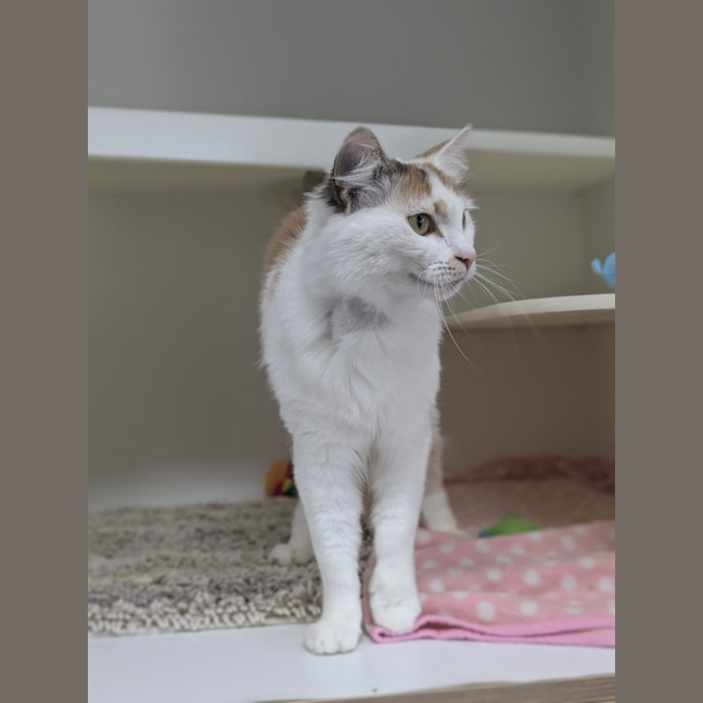 Photo of 🍹 Mimosa 5729 🍹