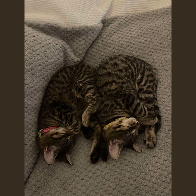 Photo of 💛Pinto And Mirabelle🩷