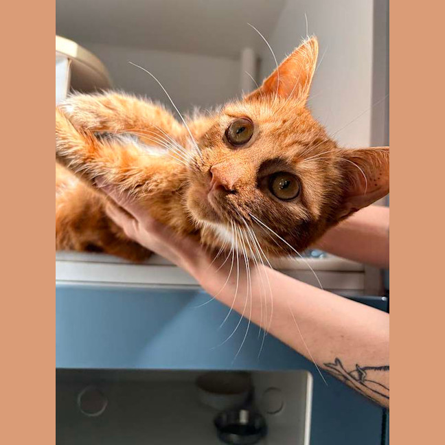 Photo of Opie