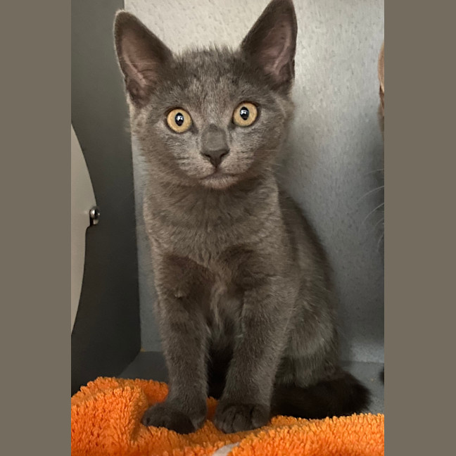 Photo of Simon
