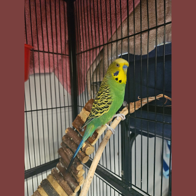 Photo of Zacariah