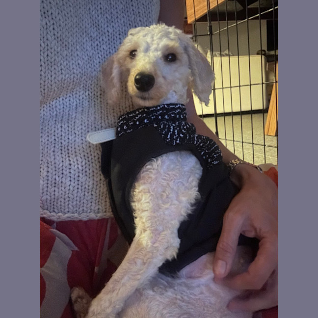 Photo of Tilly