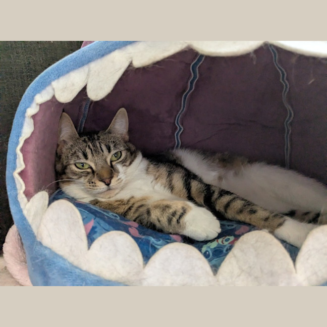 Photo of Stitch