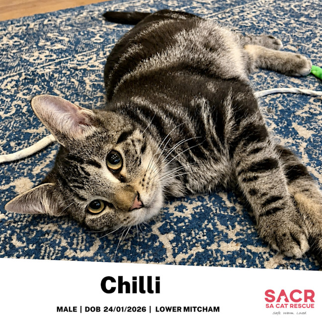Photo of Chilli