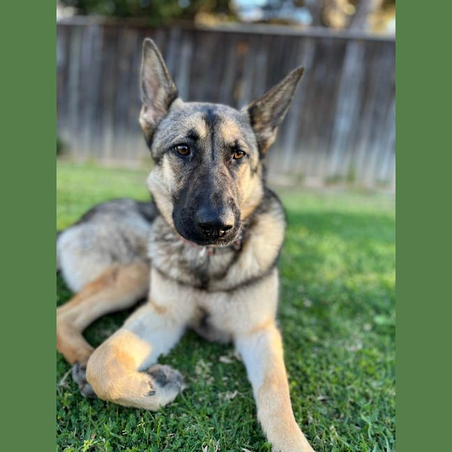 Photo of Gypsy