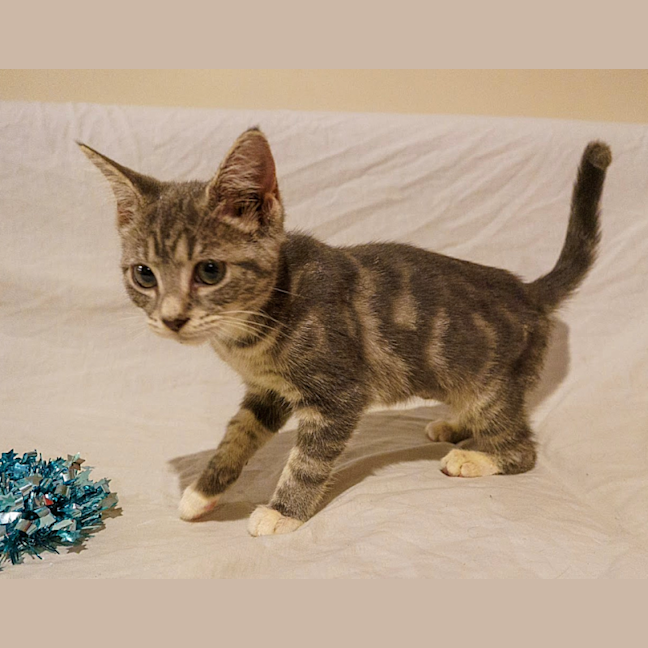 Photo of Sox