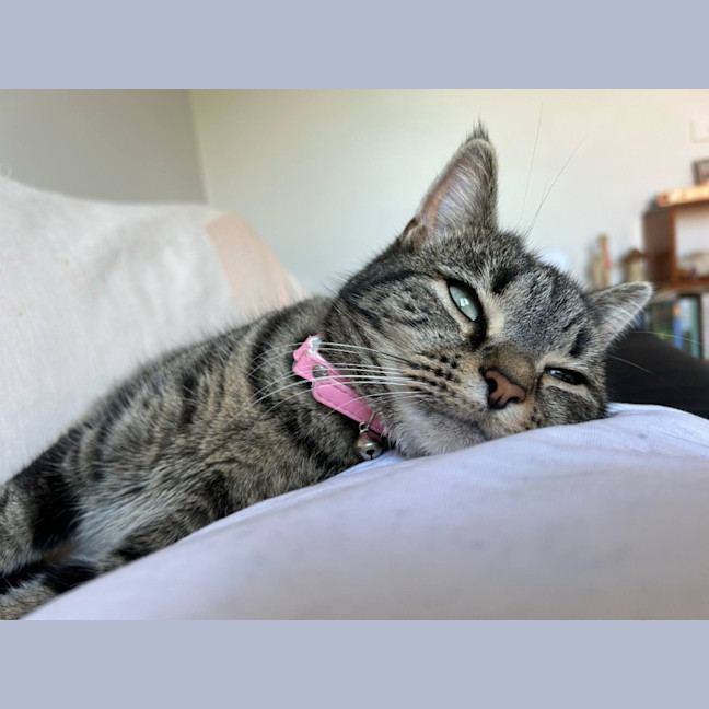 Photo of Lucy *9 Lives Project Rescue*