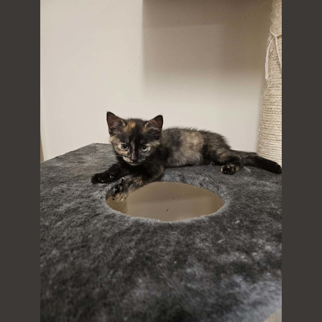 Photo of Pumpkin (Torti)